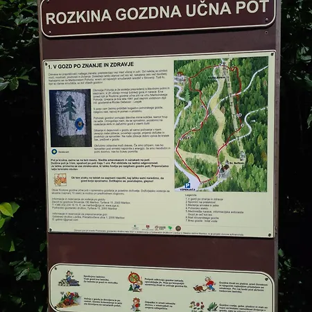 Forest View * Hočko Pohorje