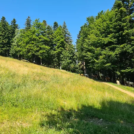 Apartmán Forest View